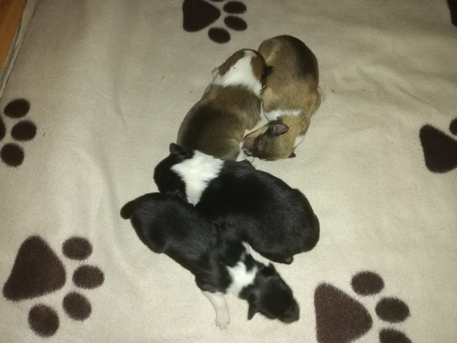 Collies von der Elsterwiese