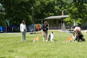  dsc3648 zwischenklasse huendinnen