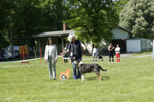  dsc3730 zwischenklasse huendinnen khc