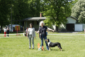  dsc3790 zwischenklasse huendinnen khc